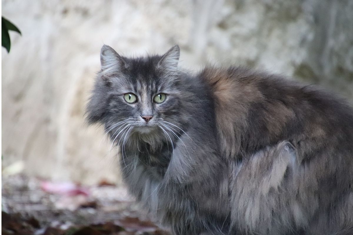 gatto grigio dal lungo pelo