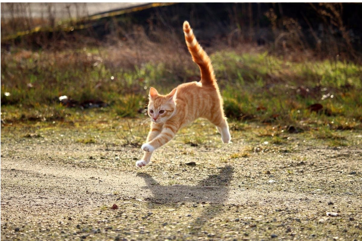 gattino corre con coda tesa