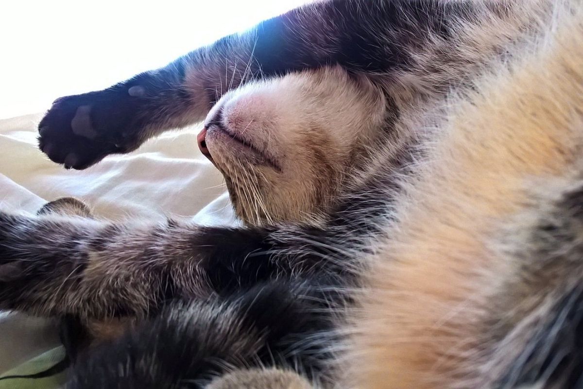 gatto sdraiato con zampa sul muso