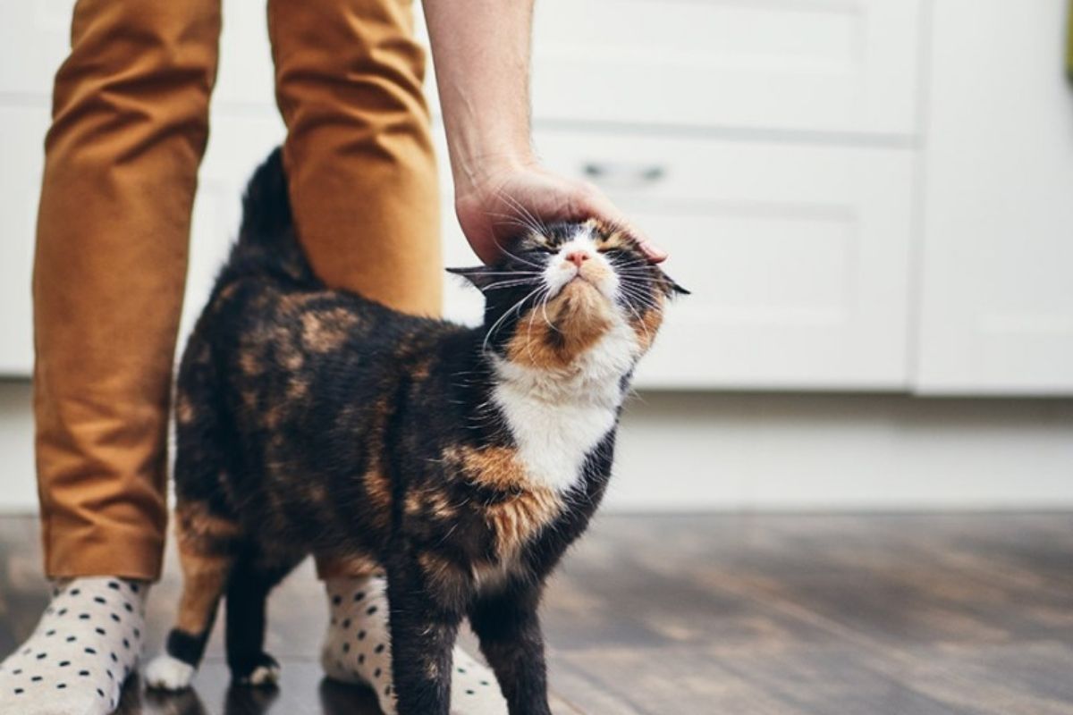 Perché il gatto si sfrega contro la tua gamba? Non l’avresti mai detto