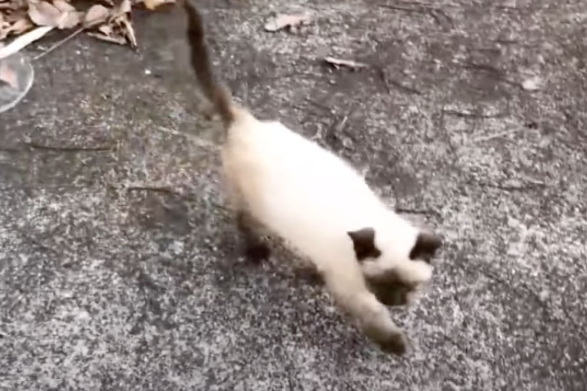 gatto siamese randagio