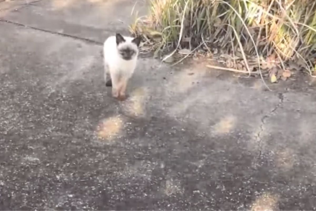 gatto siamese abbandonato