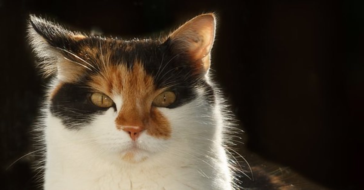 Un gattino viene messo in ridicolo da un topo che stava cercando di cacciare (VIDEO)