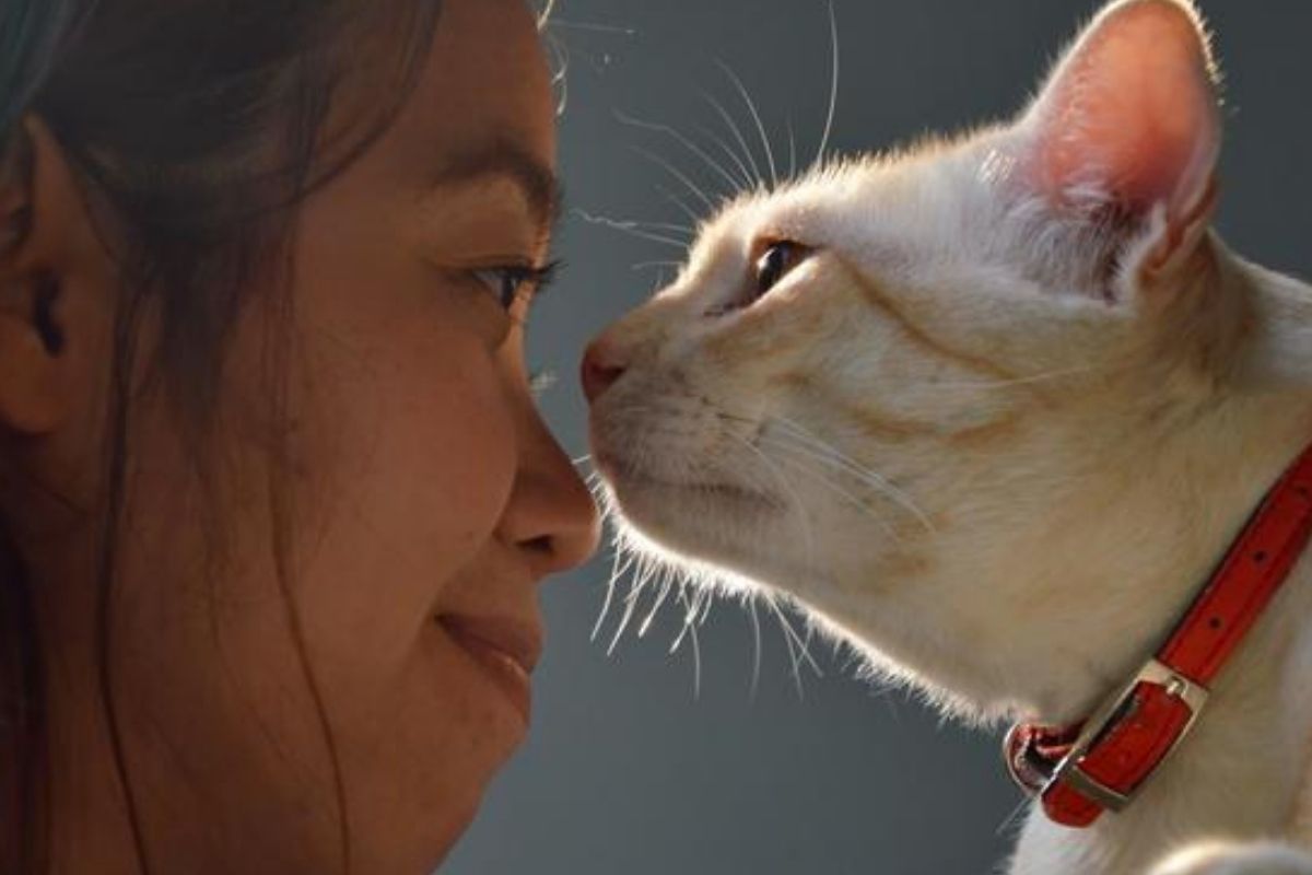 Il gatto strofina il naso umido contro di te? Prova un preciso sentimento