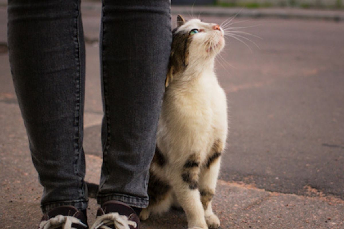 Il gatto struscia la testa o la coda sulla gamba? Salutalo!