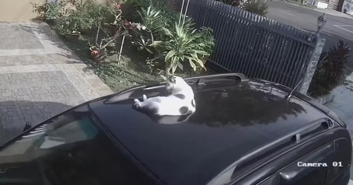 gattino sul tetto della macchina in moto