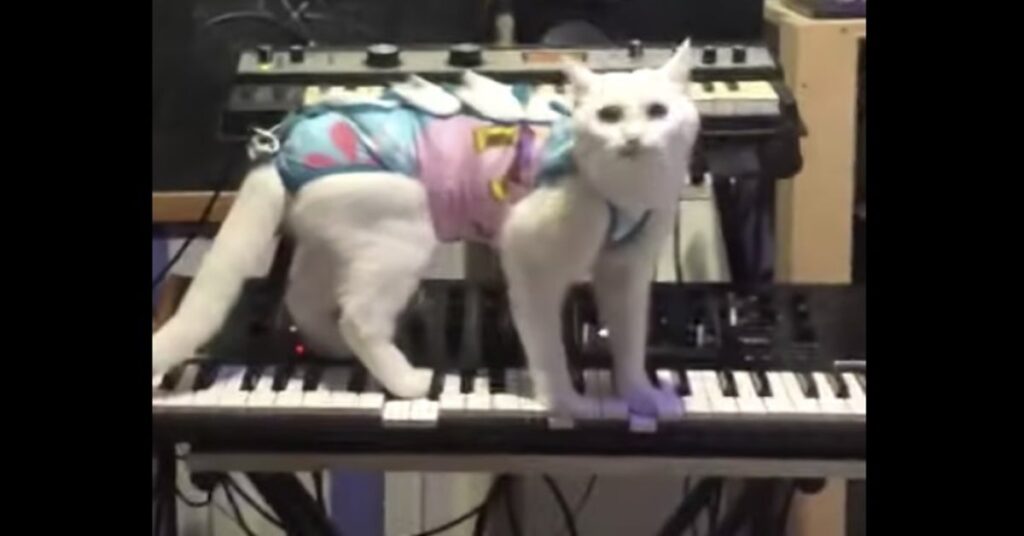 gatto bianco sopra sintetizzatore
