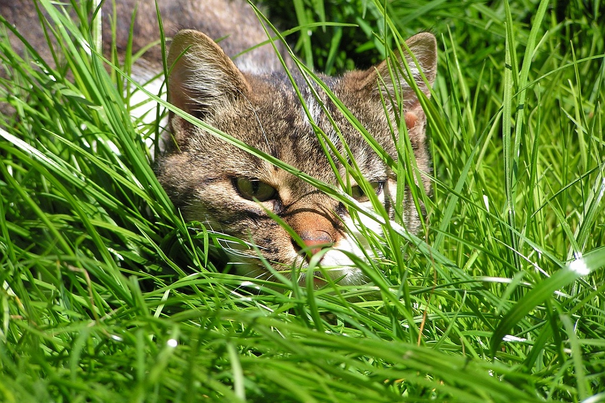 gatto si nasconde per cacciare