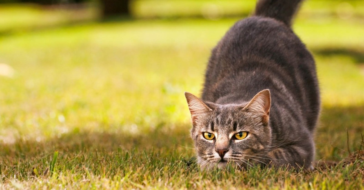 Gatto vuole acchiappare i piccioni, tutto quello che c’è da sapere