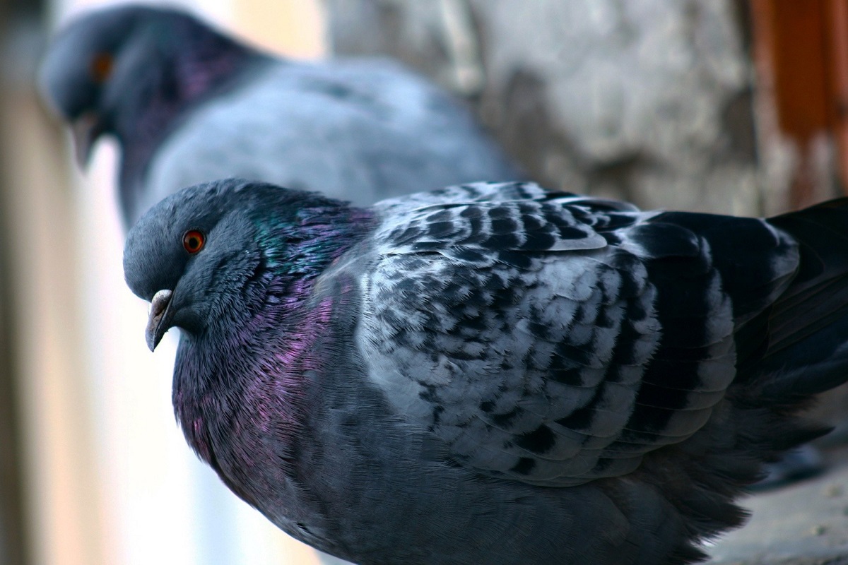 piccioni prede per gatti