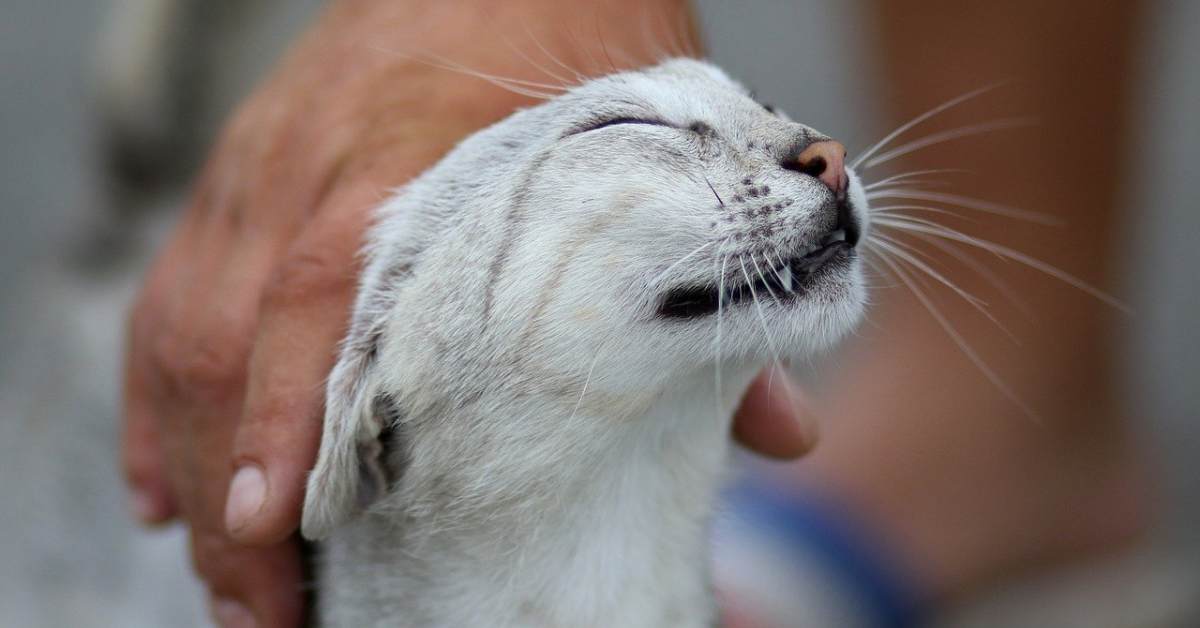 Gatto vuole coccole di notte, cosa fare?