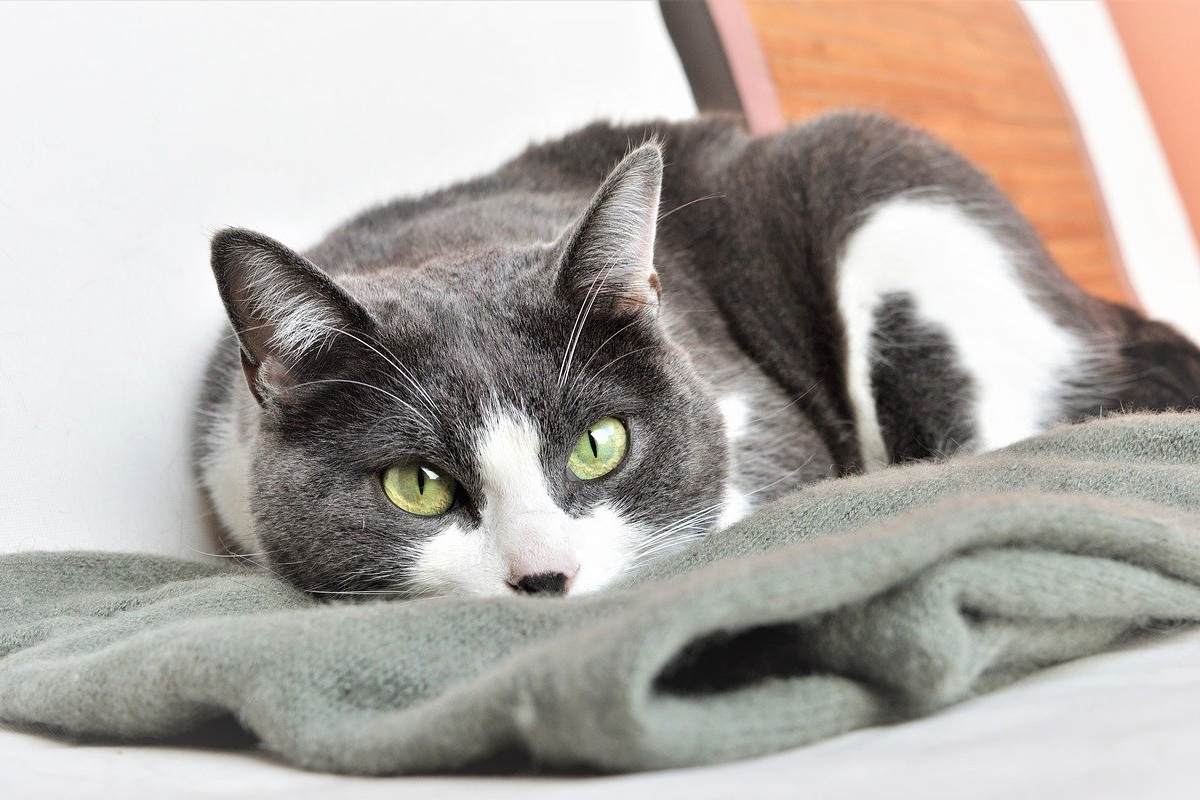 gatto che dorme su una coperta