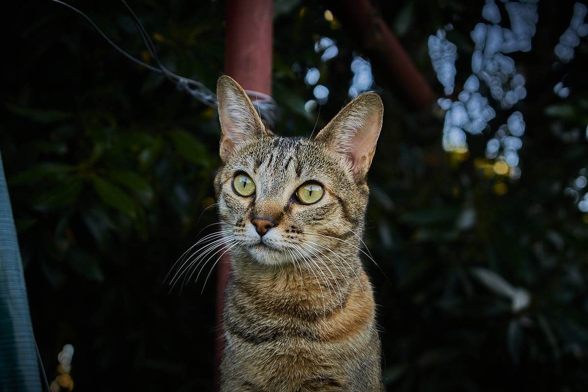 gatto tigrato di sera in giardino