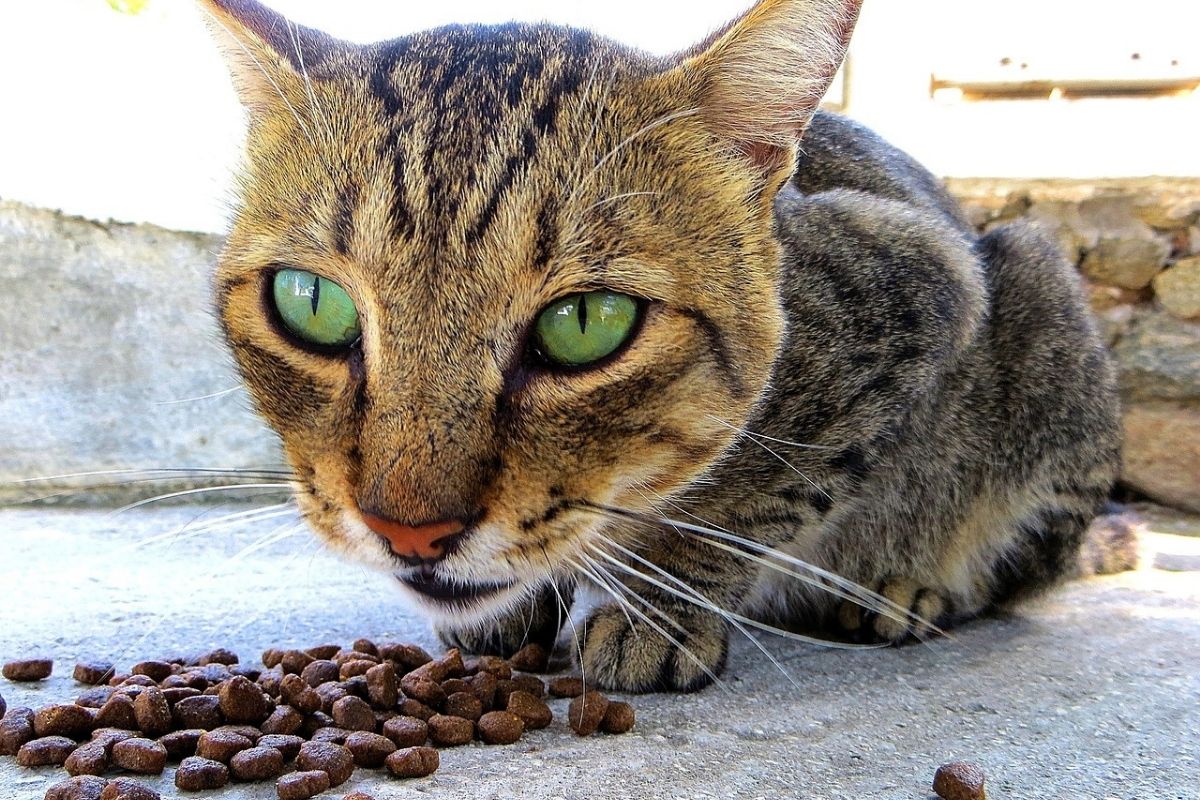 gattino con occhi verdi mangia crocchette
