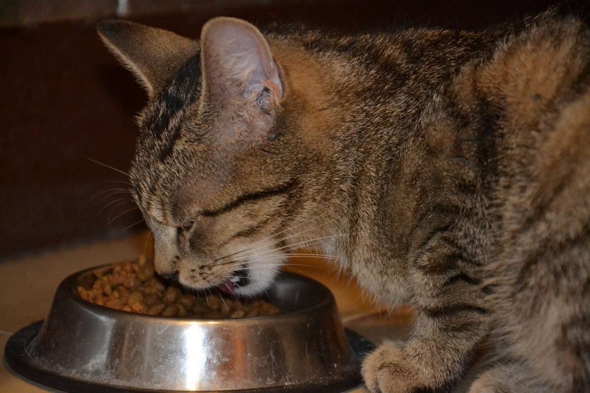 gatto a strisce mangia da una ciotola