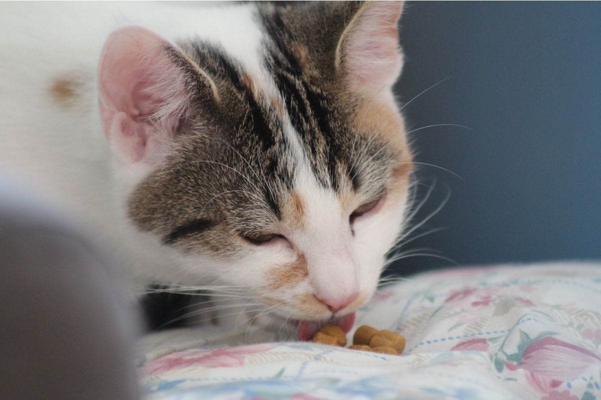 gattino con muso bianco mangia croccantini 