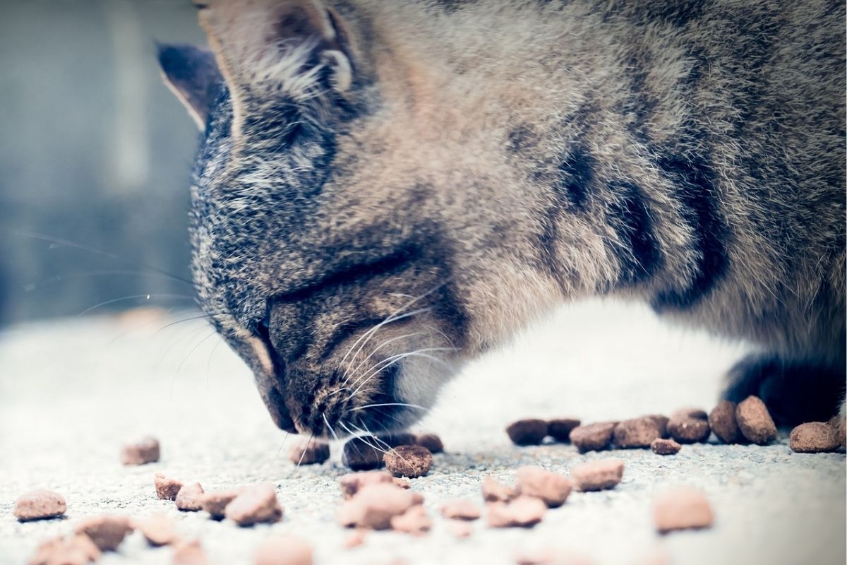 gatto a strisce mangia croccantini dal pavimento