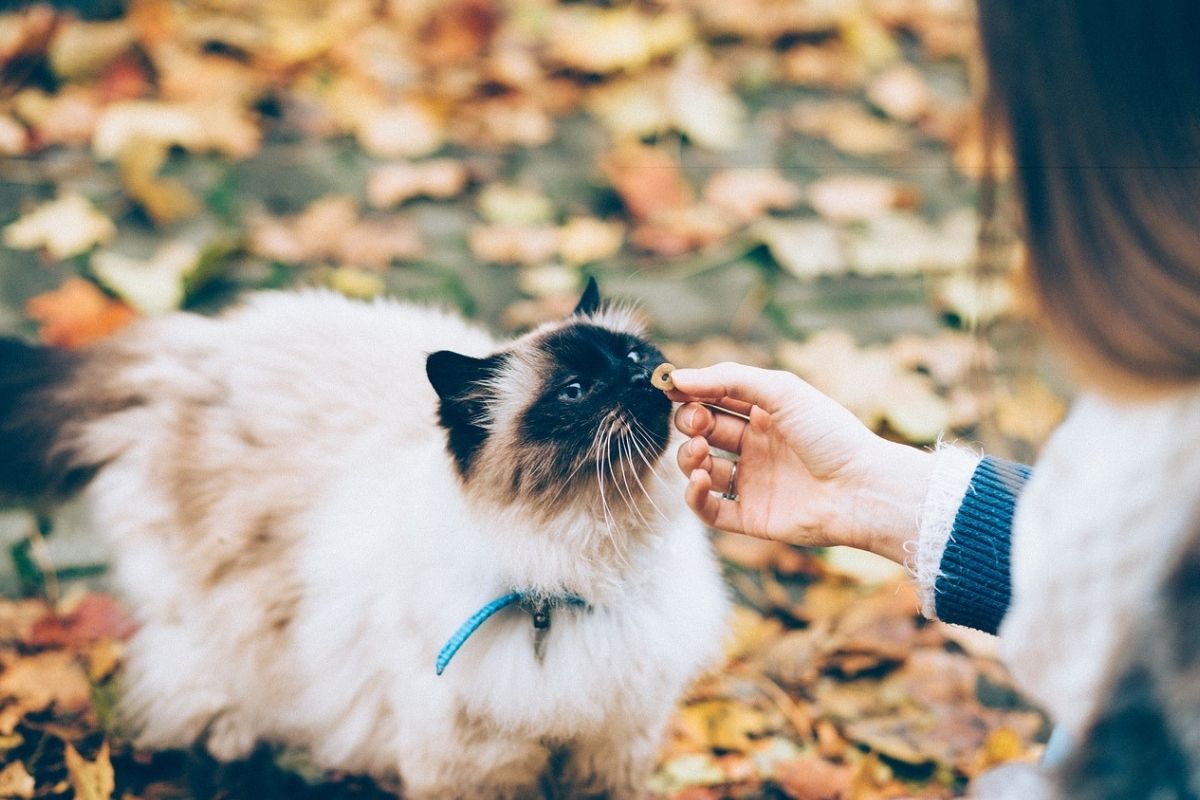 gatto mangia croccantino da una mano