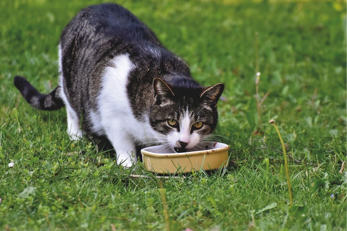 gatto su un prato mangia da una ciotola