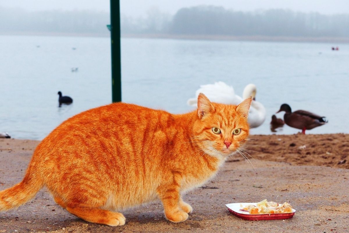 grosso gatto rosso di profilo