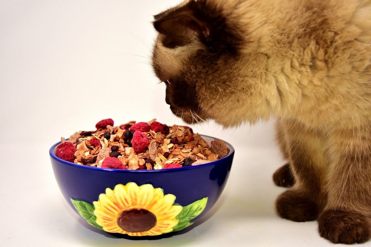 gatto con una grossa ciotola di cibo