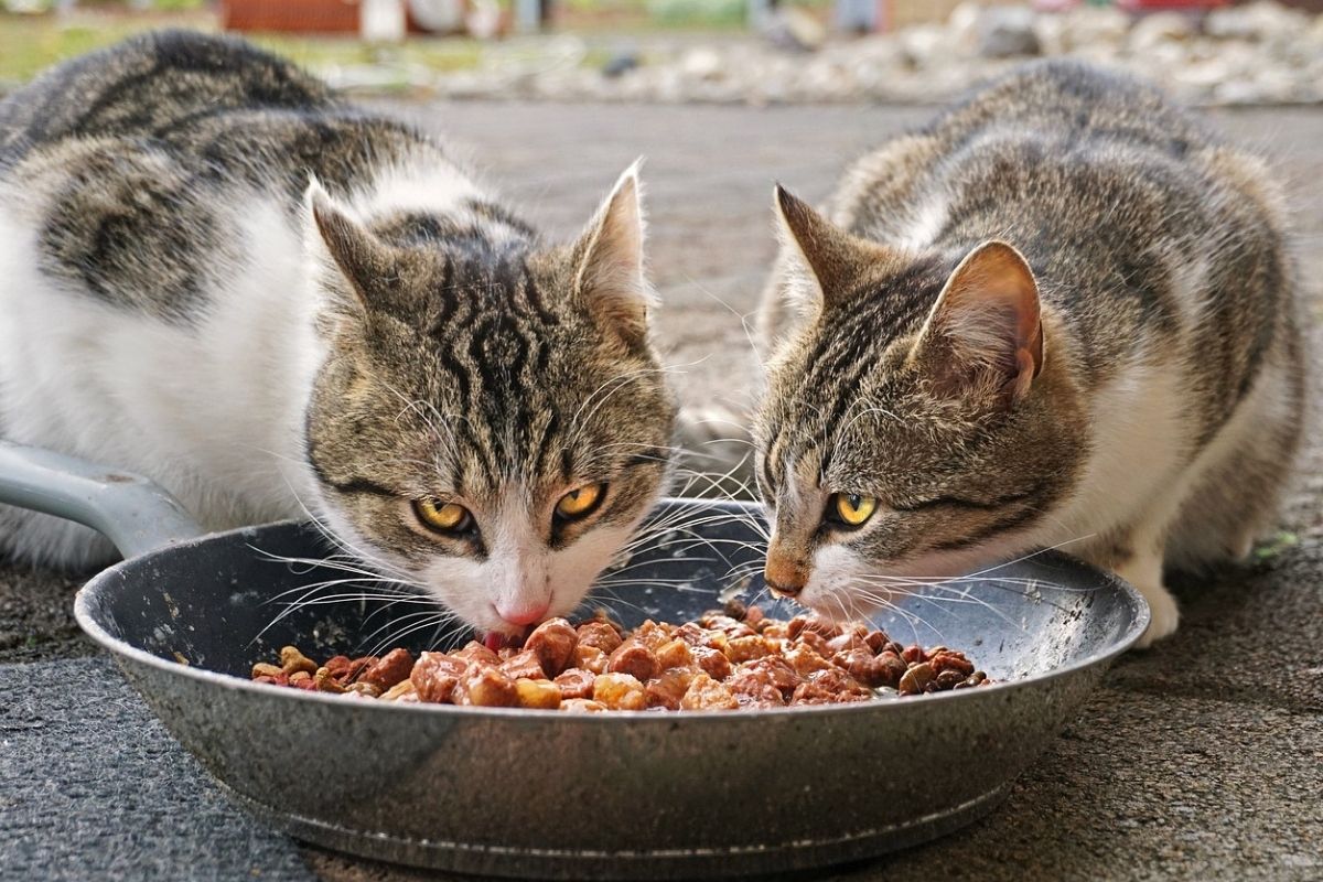 Il gatto vuole mangiare solo umido: che fare?