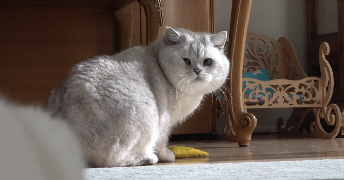 Un giorno nella vita di un gattino British shorthair decisamente viziato (VIDEO)