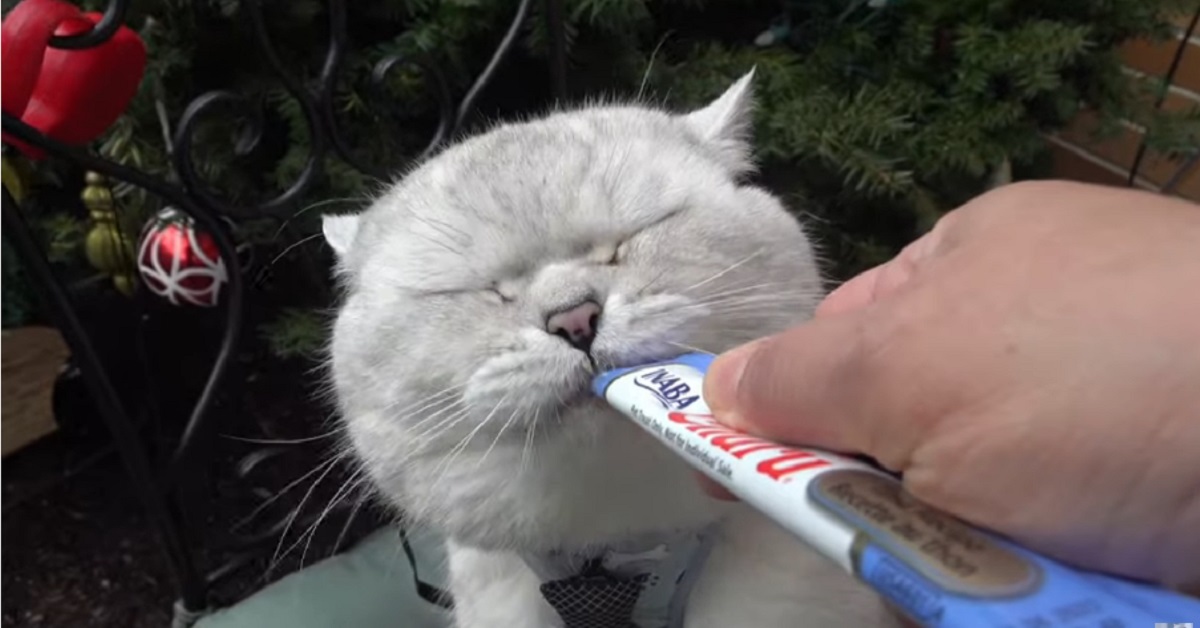 Un giorno nella vita di un gattino British shorthair