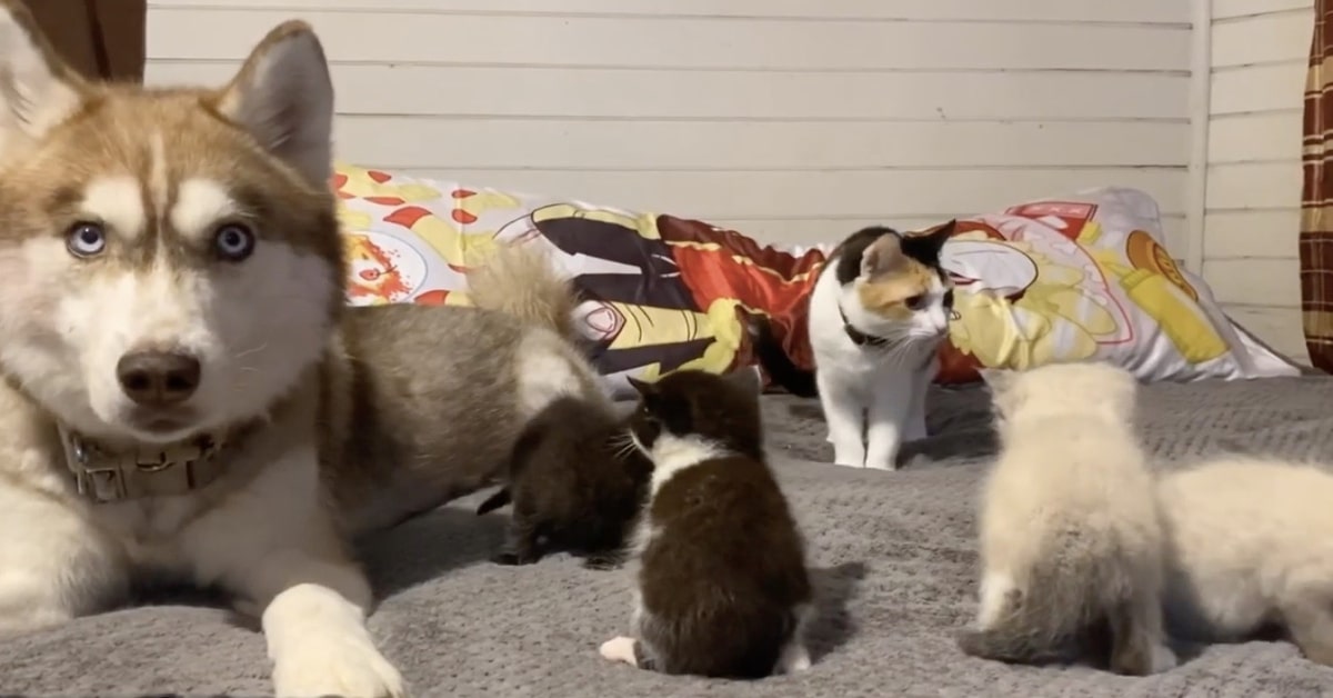 Una Husky salva dei gattini abbandonati in una scatola (VIDEO)