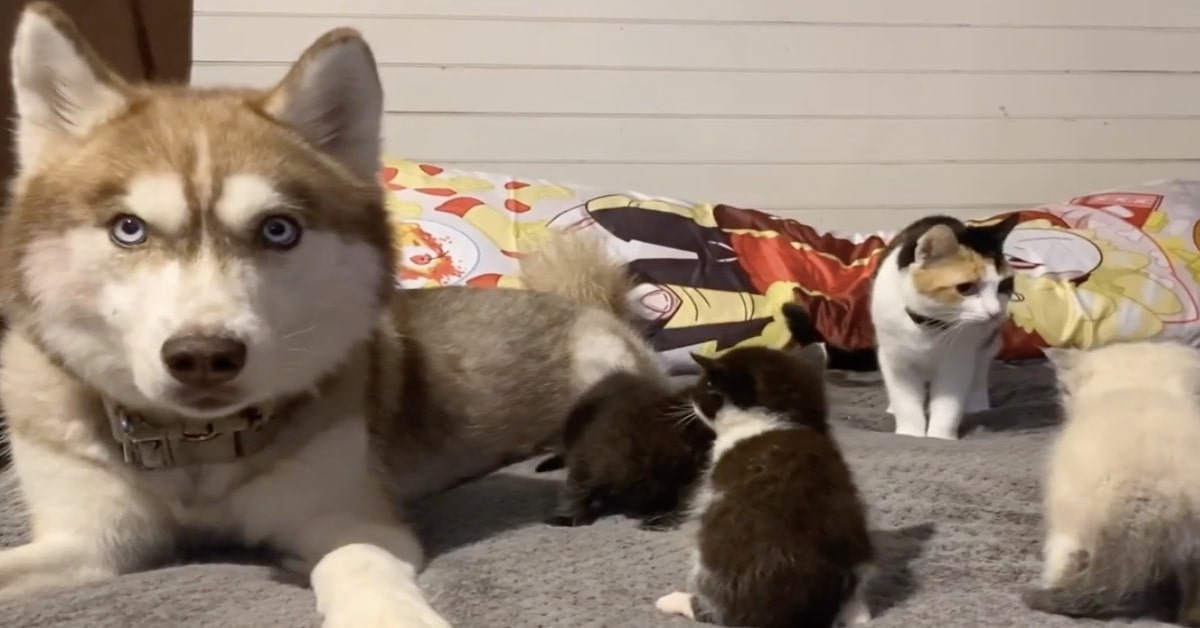 Husky mamma adottiva gattini 