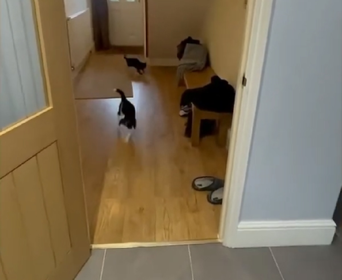 ripley ludo gattini partono camera da letto