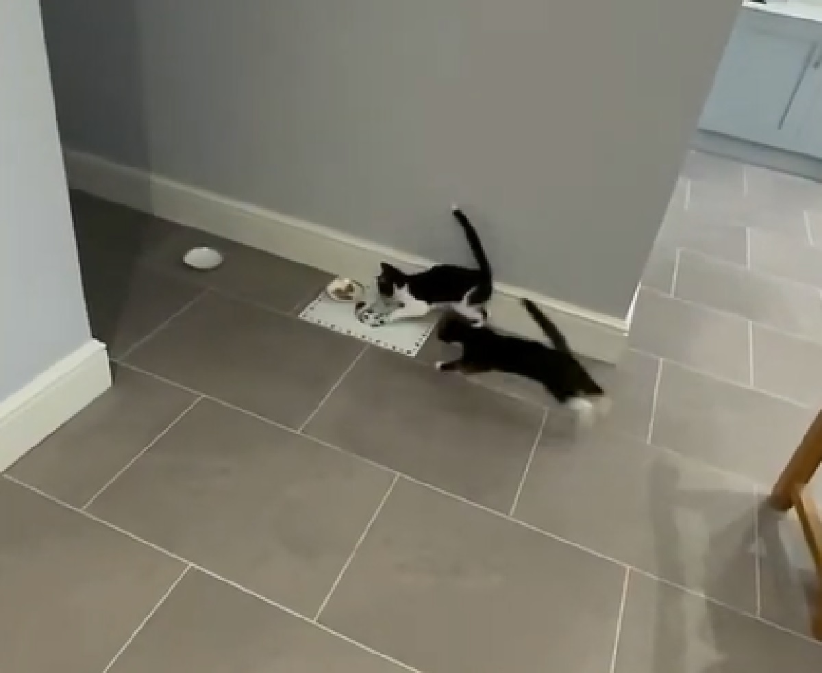 ripley ludo gattini tuxedo fratelli
