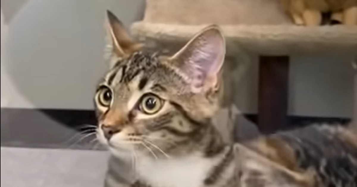 I gattini del negozio hanno una dolcissima reazione appena vedono una visitatrice, il video è irresistibile