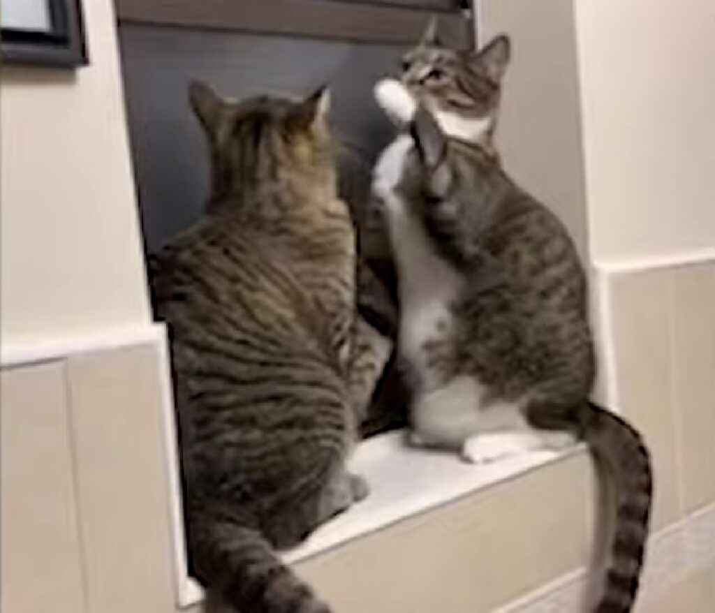 lily beans gattini soriano incontro di box
