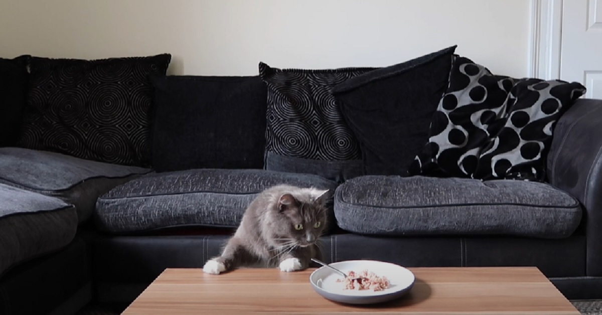 Il gattino affronta la “sfida della tentazione” con una scatoletta di tonno, il video vi terrà incollati allo schermo