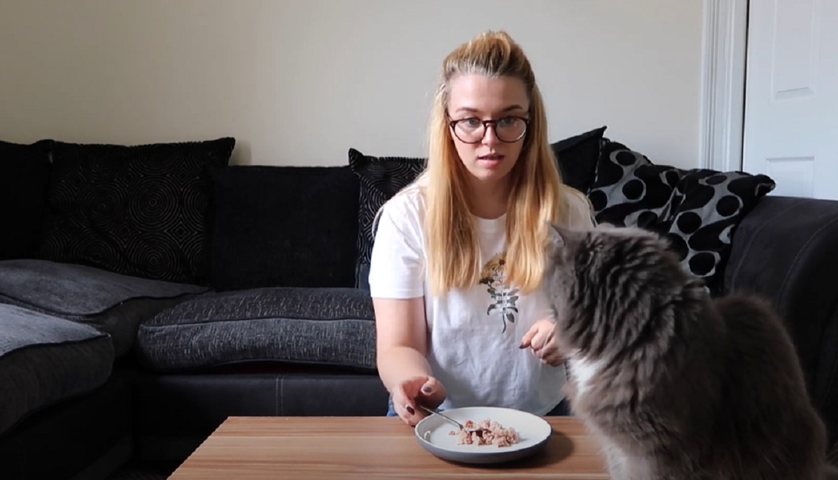 sfida cibo gatto