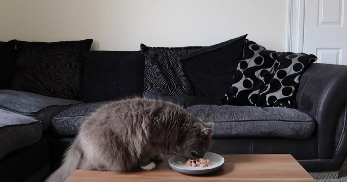 micio tonno mangia