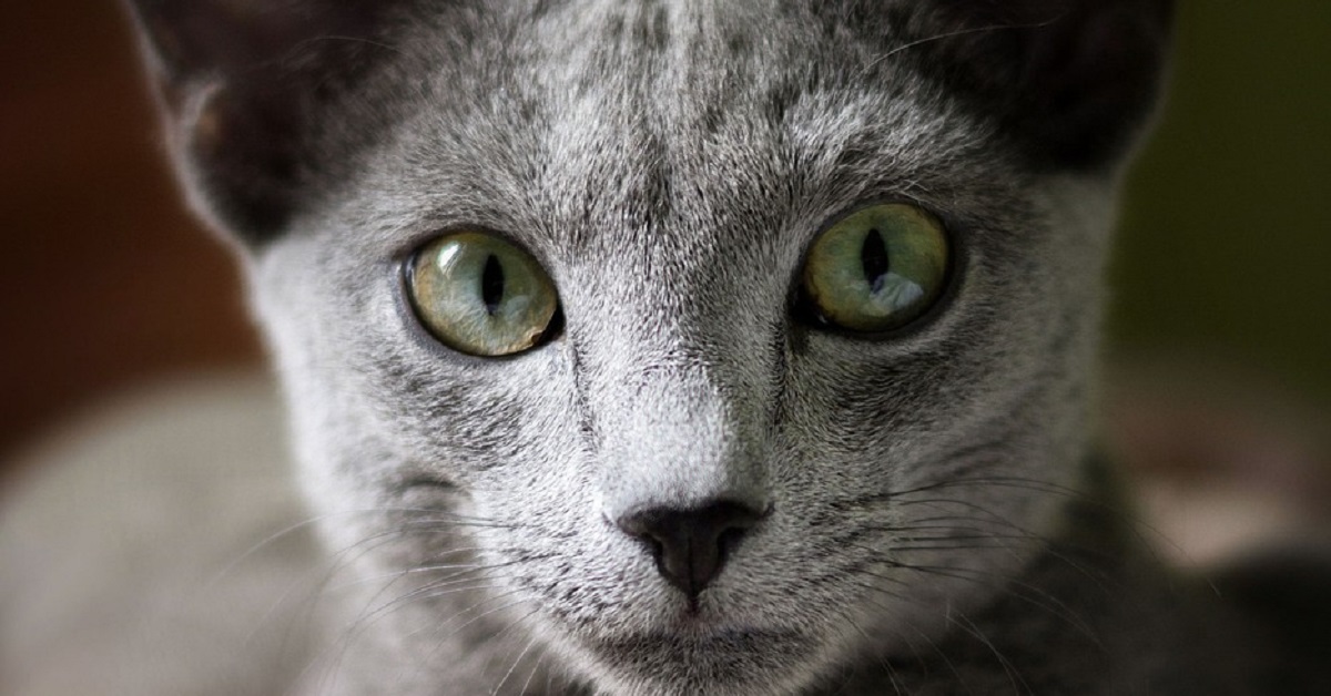 Il gattino Blu di Russia rimane da solo a casa, ciò che mostra il video della telecamera nascosta è sorprendente