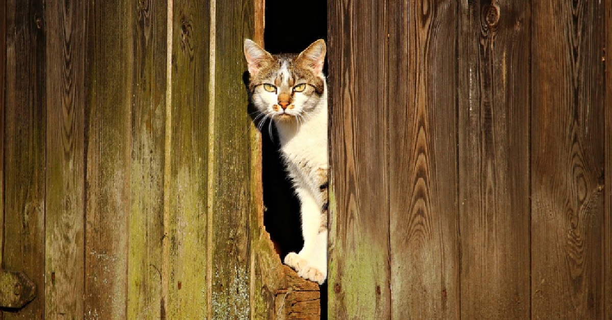 Il gattino europeo da lezioni di fuga, nel video tutte le sue sorprendenti abilità