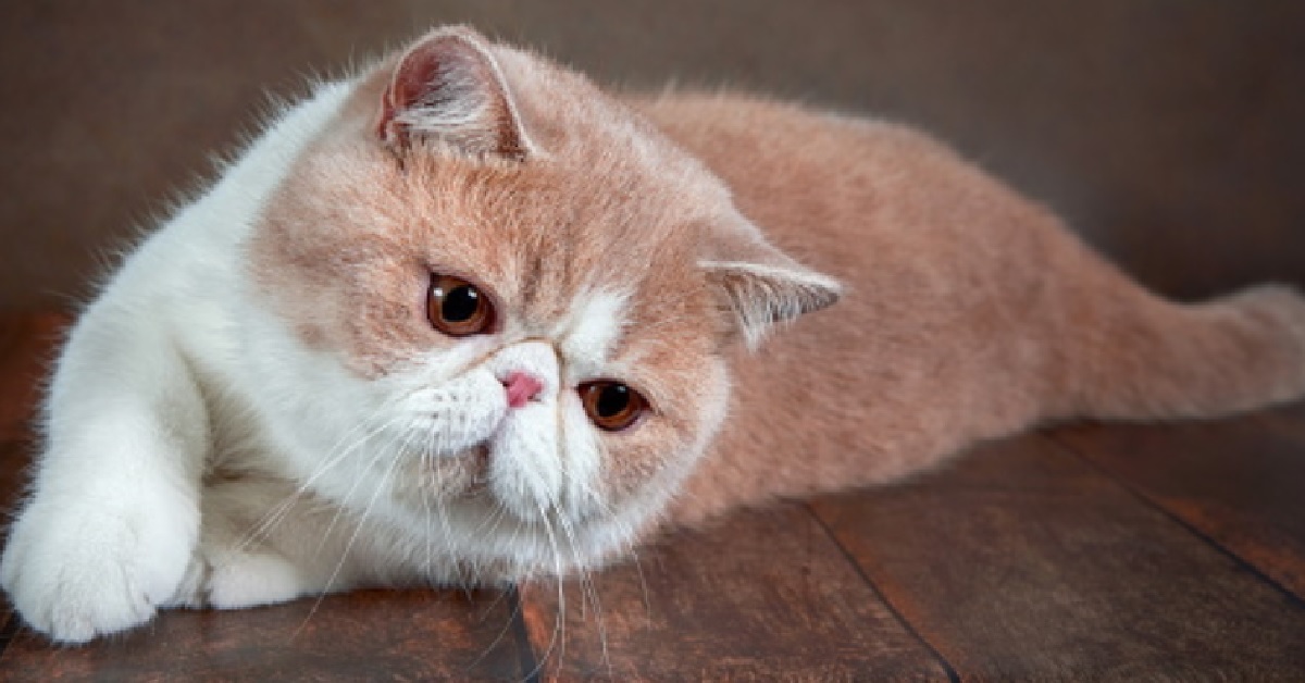 Il gattino Exotic Shorthair non lascia il braccio del ragazzo, il video è di una dolcezza inestimabile