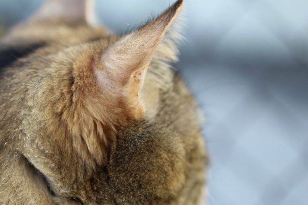 il gattino ha le orecchie puzzolenti 
