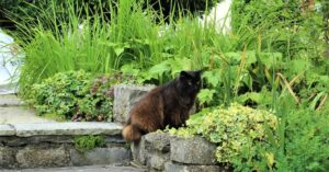 Il gattino incontra una volpe in giardino, ciò che i due fanno in video è incredibile