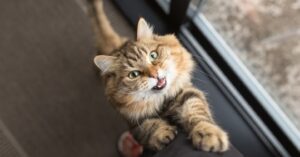 il gattino lewis conosciuto col nome spider cat
