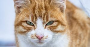 Il gattino non prova alcuna simpatia per lo spruzzino, il divertente confronto in video
