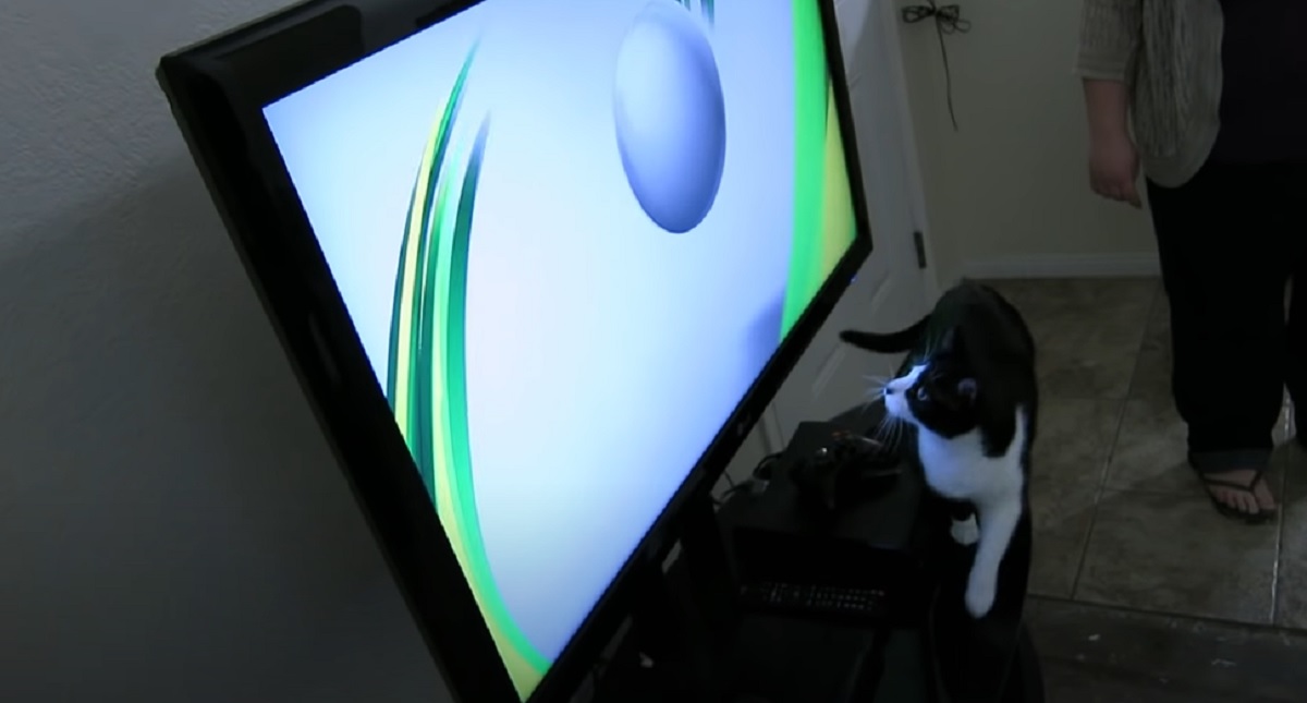 gatto televisione gioco