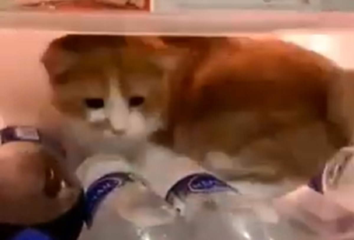 gatto frigo micio