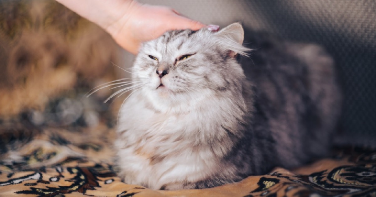 Il gattino Persiano è un amante del nascondino e in questo video ce lo dimostra alla grande