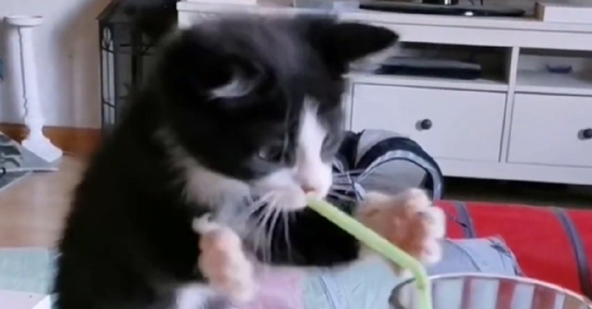 Il gattino prova a bere con la cannuccia, i suoi teneri tentativi in video