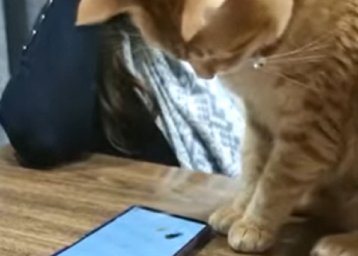 gatto schermo telefono