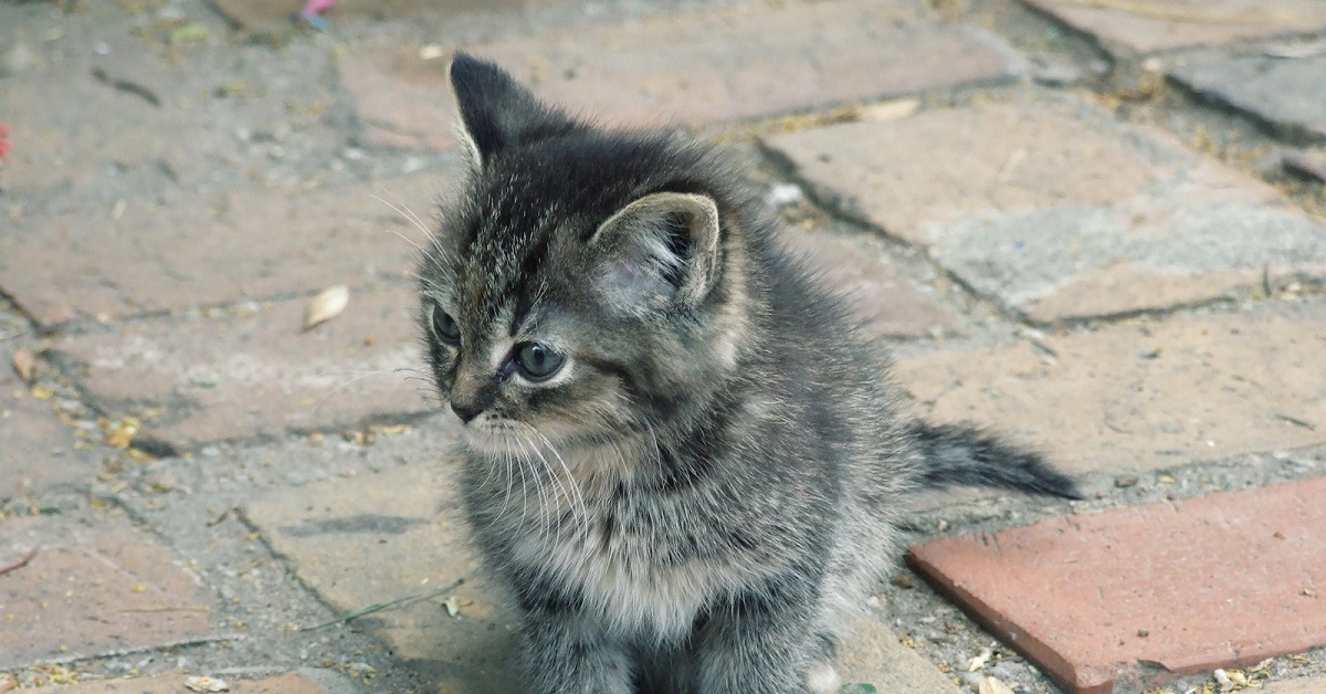 Il gattino randagio appena salvato viene coccolato da una scimmia, il video vi scalderà il cuore